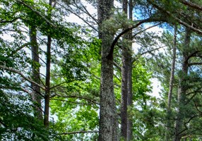 Woods at Southlake Apartment Homes Woods at Southlake Apartment Homes Community Thumbnail 1